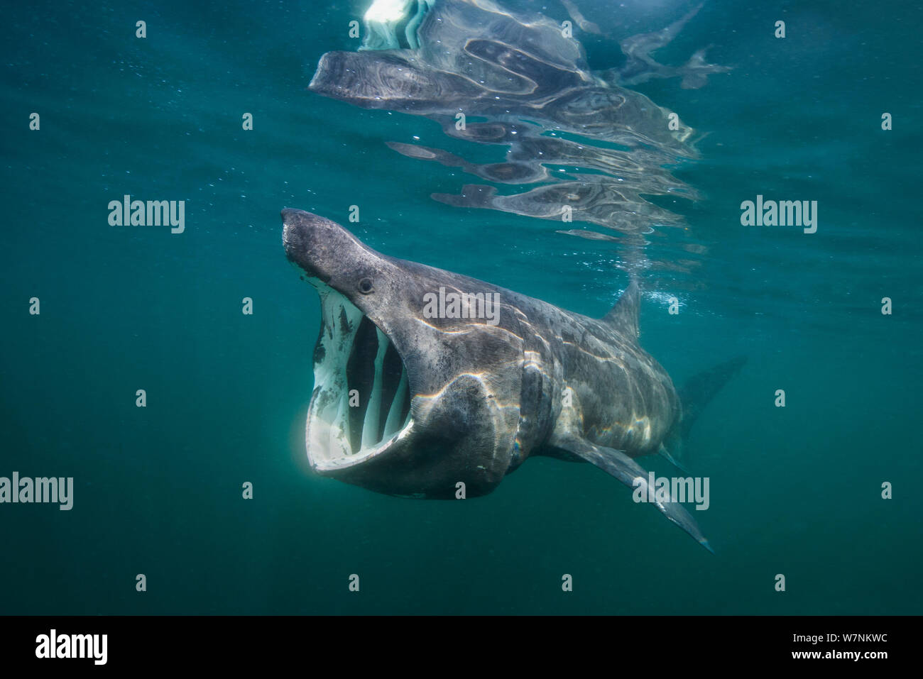 Lo squalo elefante (Cetorhinus maximus) di alimentazione in corrispondenza della superficie di plancton, Cairns di coll, Isola di coll, Ebridi Interne, Scozia, a nord est dell' Oceano Atlantico, Giugno Foto Stock