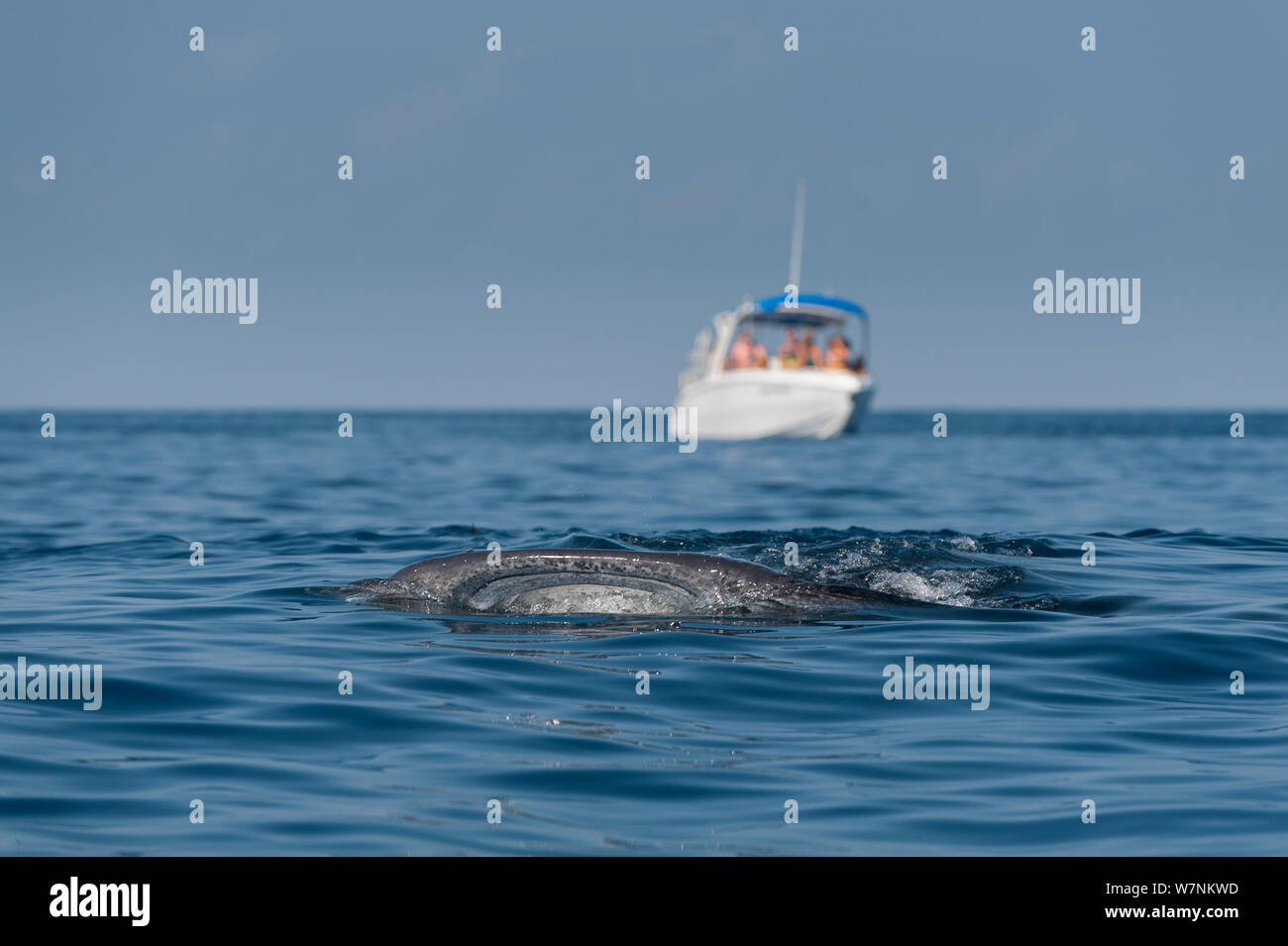 Squalo balena (Rhincodon typus) bocca cavernoso rompe la superficie mentre si nutre di uova di pesce in calmo, mentre i turisti guardano su da barca nelle vicinanze, Isla Mujeres, Quintana Roo, Penisola dello Yucatan, Messico. Mar dei Caraibi. Foto Stock