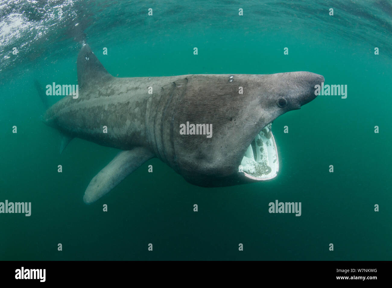 Lo squalo elefante (Cetorhinus maximus) di alimentazione in corrispondenza della superficie di plancton, Cairns di coll, Isola di coll, Ebridi Interne, Scozia, a nord est dell' Oceano Atlantico, Giugno Foto Stock