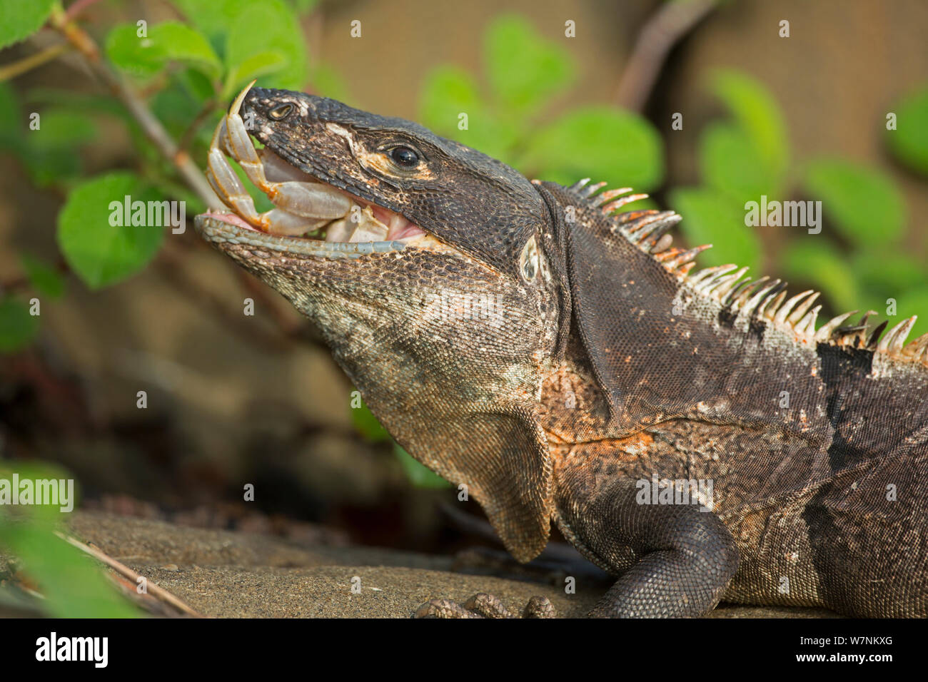 Nero spinoso codato iguana ( Ctenosaura similis) Granchio della deglutizione, Murcielago Isola, Santa Rosa, il Parco Nazionale del Costa Rica. Sequenza 4 di 6 Foto Stock
