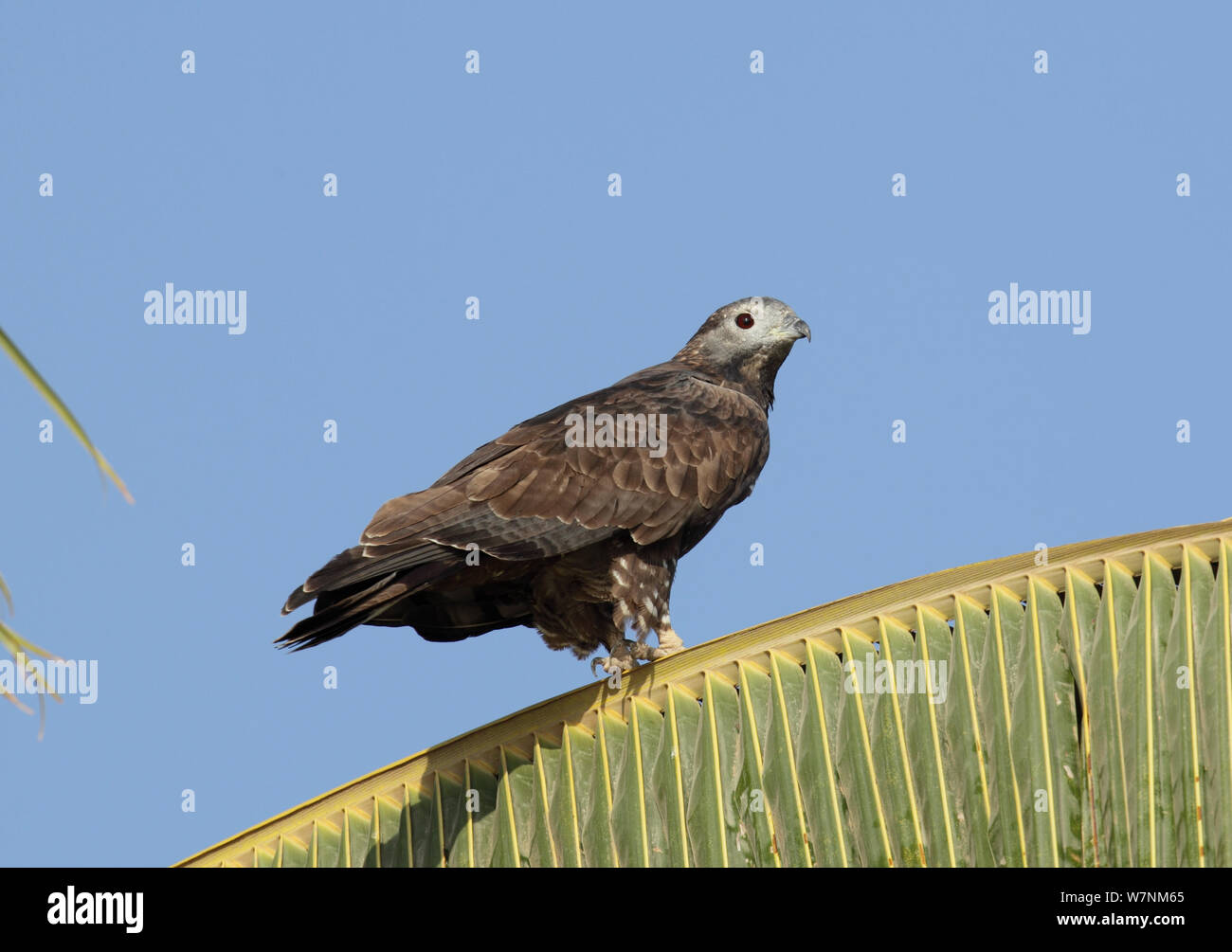 Oriental / Crested falco pecchiaiolo (Pernis ptilorhynchus) arroccato in palma da cocco, Oman, Gennaio Foto Stock