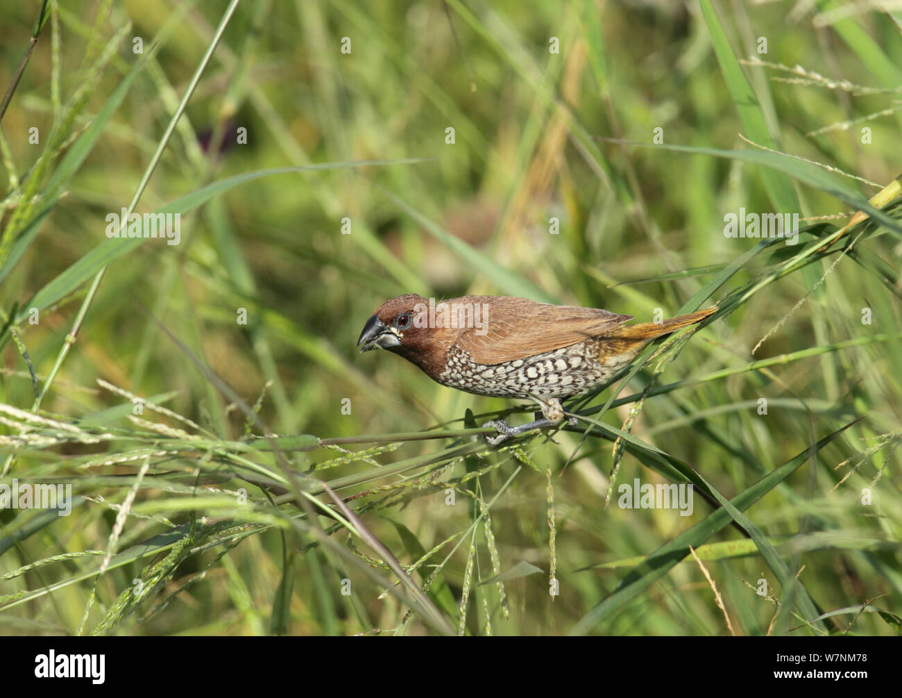 Noce moscata manakin / squamosa sono addossati munia (Lonchura punctulata) Alimentazione adulto sulle sementi, Oman, Novembre Foto Stock