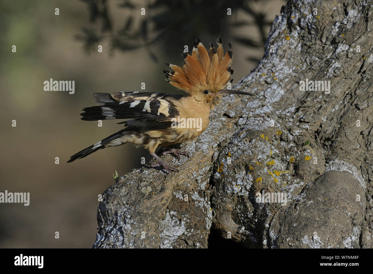 Upupa (Upupa epops) su albero di olivo tronco, Spagna, può Foto Stock