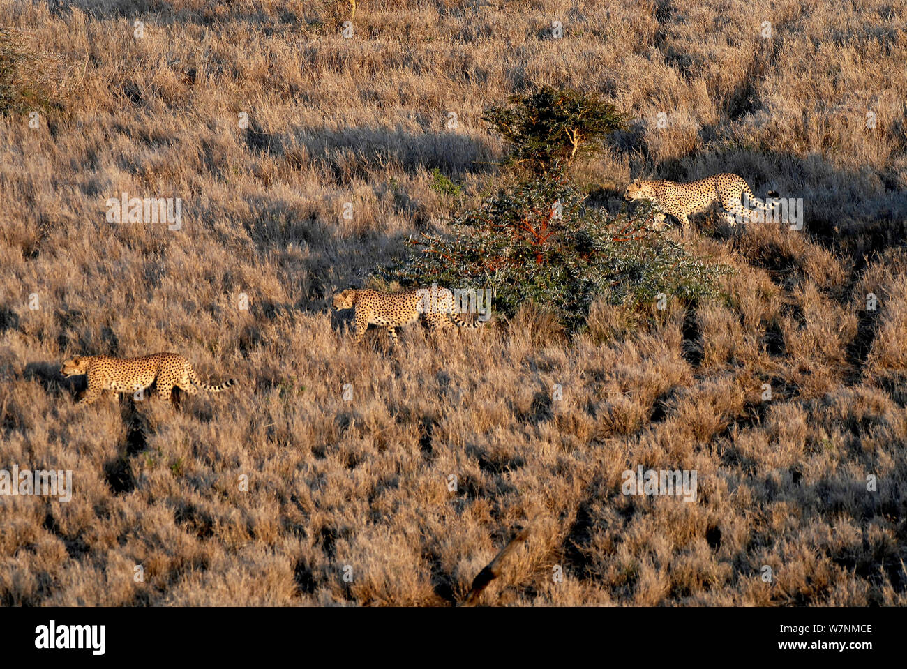 Ghepardo (Acinonyx jubatus) vista aerea di tre caccia, Masai Mara Game Reserve, Kenya, Africa orientale Foto Stock