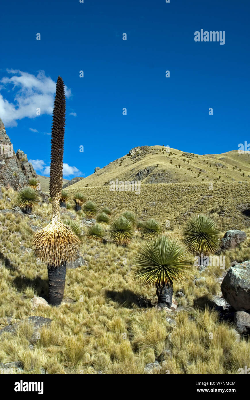 La regina delle Ande (Puya raimondii) foresta, Perù. Giugno 2012. Foto Stock