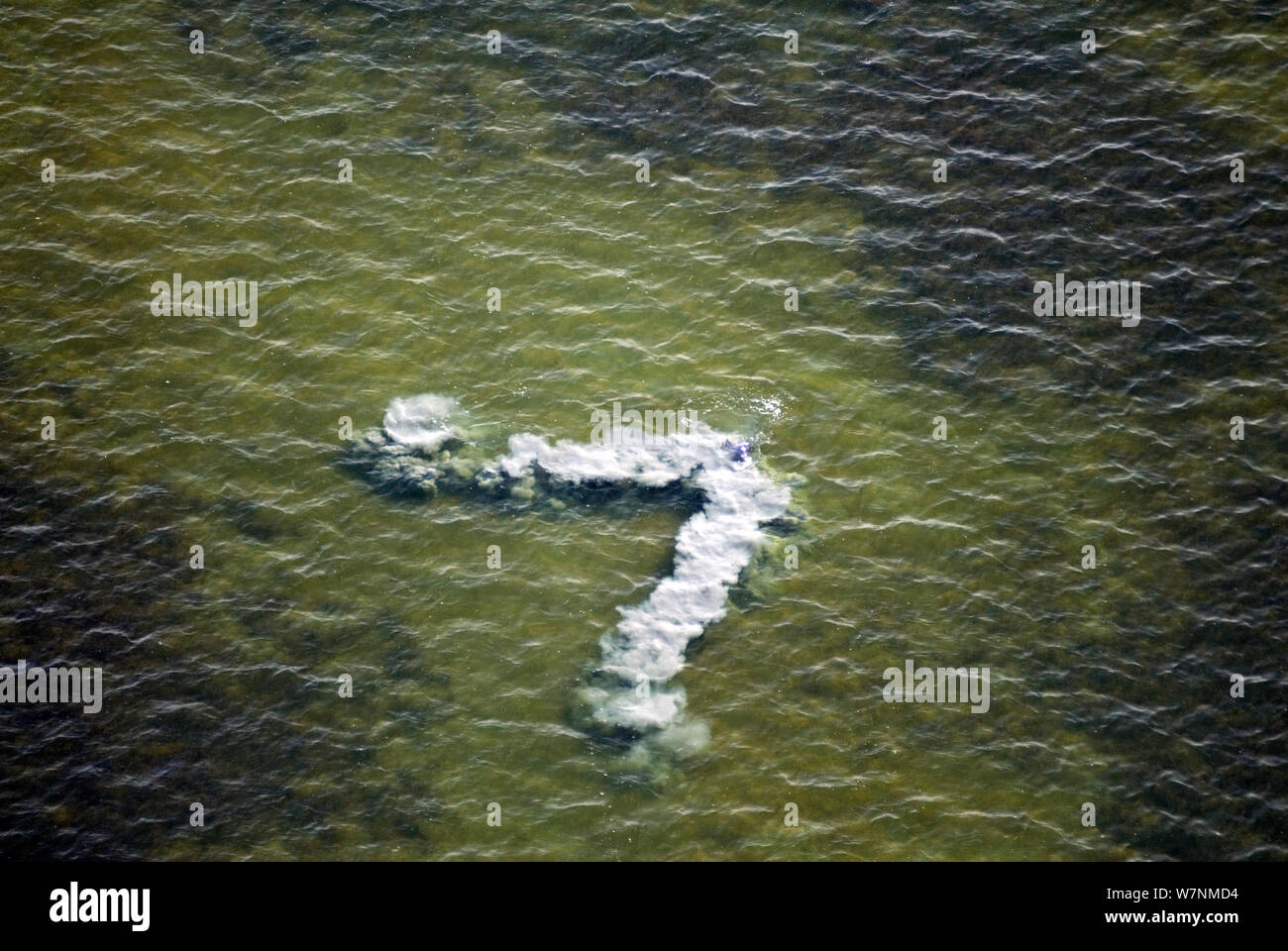 I sedimenti che sorgono dal mare letto come un risultato di un delfino maggiore (Tursiops truncatus) battendo la sua coda verso il basso per intrappolare il pesce. Beahviour noto come fango-squillando. Florida Bay, Stati Uniti d'America. Agosto 2008. Presa sulla posizione per la BBC serie tv "vita" Foto Stock