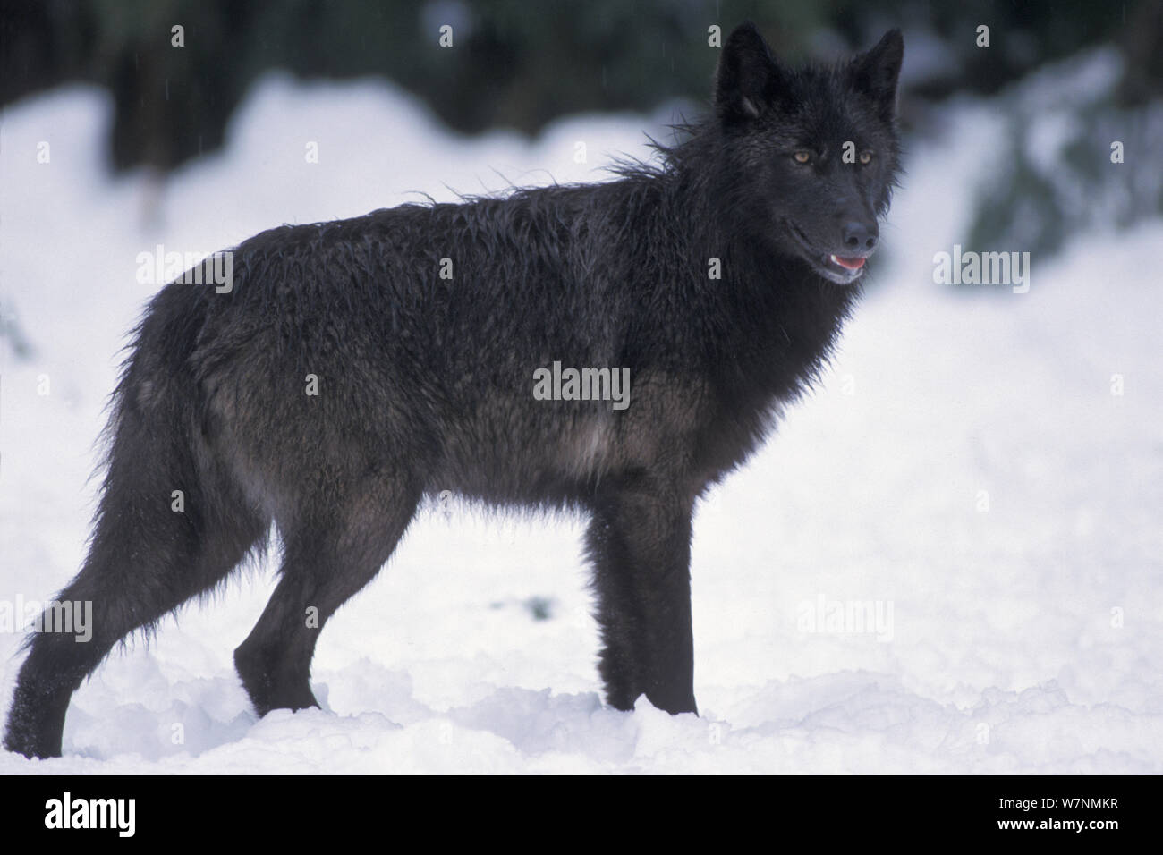 Lupo (Canis lupus) femmina con un mantello nero delle colline ai piedi delle montagne Takshanuk, sud-est Alaska, STATI UNITI D'AMERICA Foto Stock