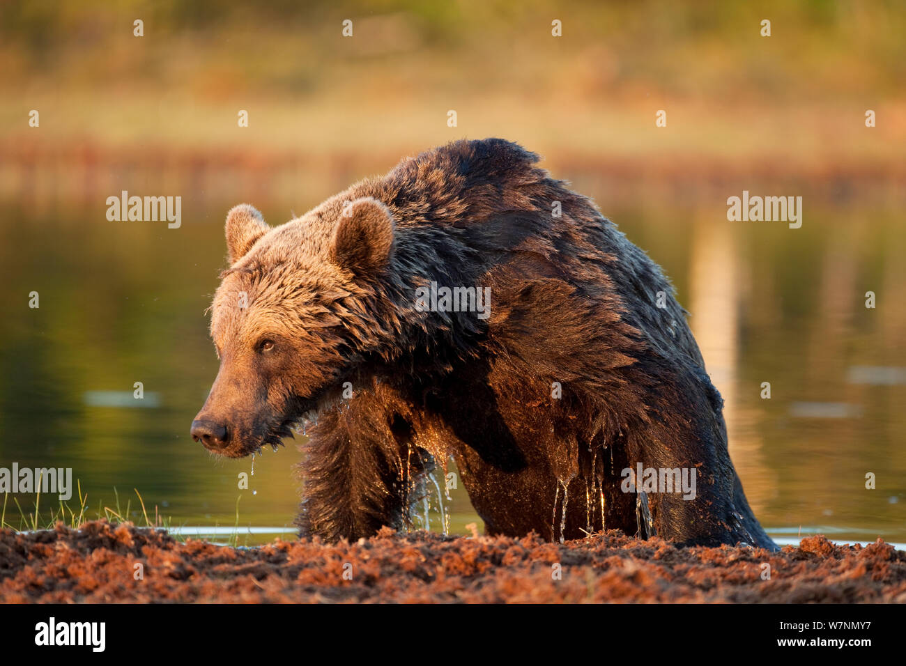 Unione l'orso bruno (Ursus arctos) salendo al di fuori del lago, Finlandia Foto Stock