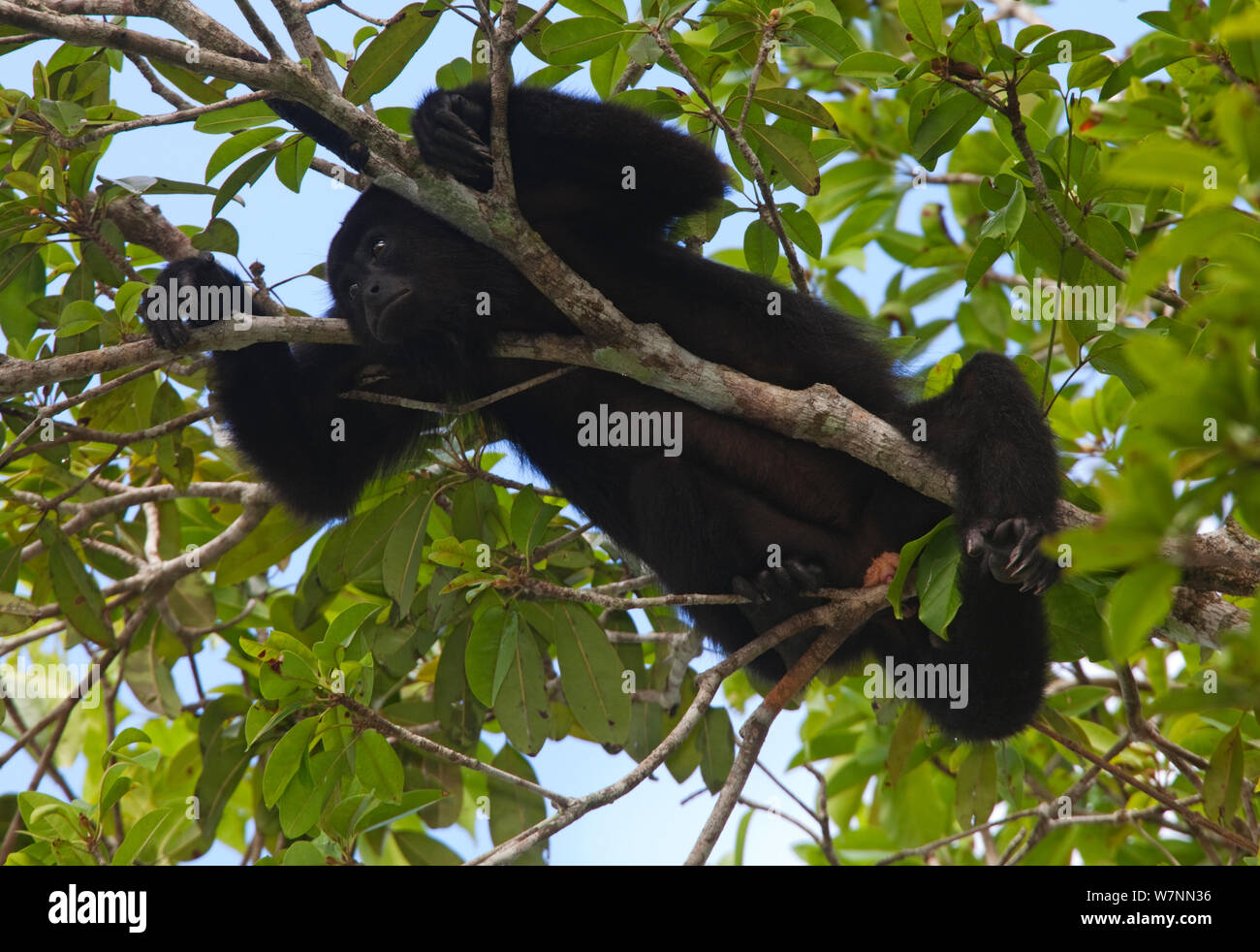 Nero dello Yucatan scimmia urlatrice (Alouatta pigra), Calakmul Riserva della Biosfera, la penisola dello Yucatan, Messico. Specie in via di estinzione. Foto Stock