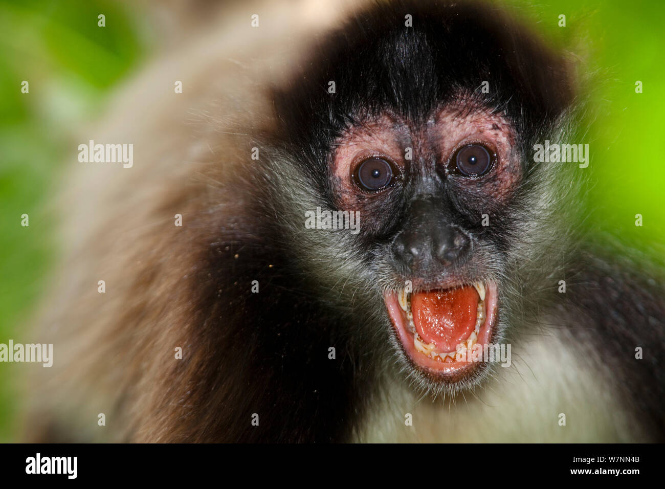 America centrale Spider Monkey (Ateles geoffroyi) con bocca aperta. Punta Laguna, Otoch Ma'ax Yetel Kooh Riserva, la penisola dello Yucatan, Messico, ottobre. Specie in via di estinzione. Foto Stock