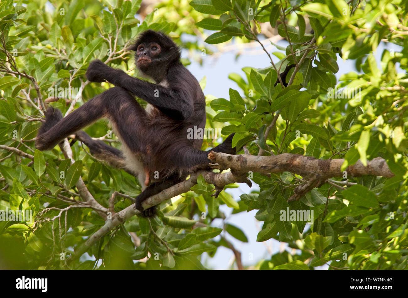 America centrale Spider Monkey (Ateles geoffroyi) nella struttura ad albero, Punta Laguna, Otoch Ma'ax Yetel Kooh Riserva, la penisola dello Yucatan, Messico, ottobre. Specie in via di estinzione. Foto Stock