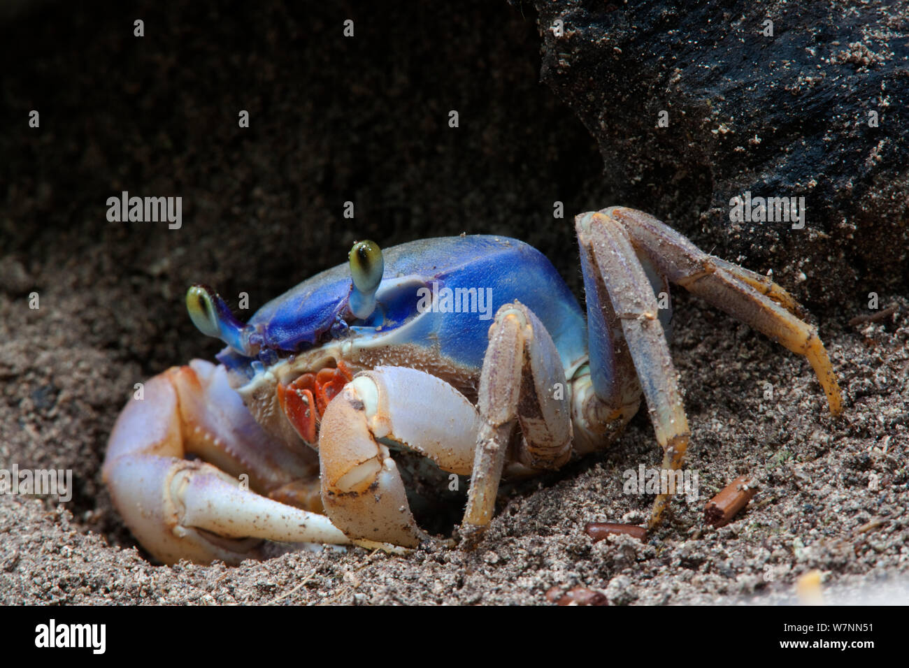 Terra Blu (Granchio Cardisoma guanhumi), Sian Ka'an Riserva della Biosfera, la penisola dello Yucatan, Messico, Agosto. Foto Stock