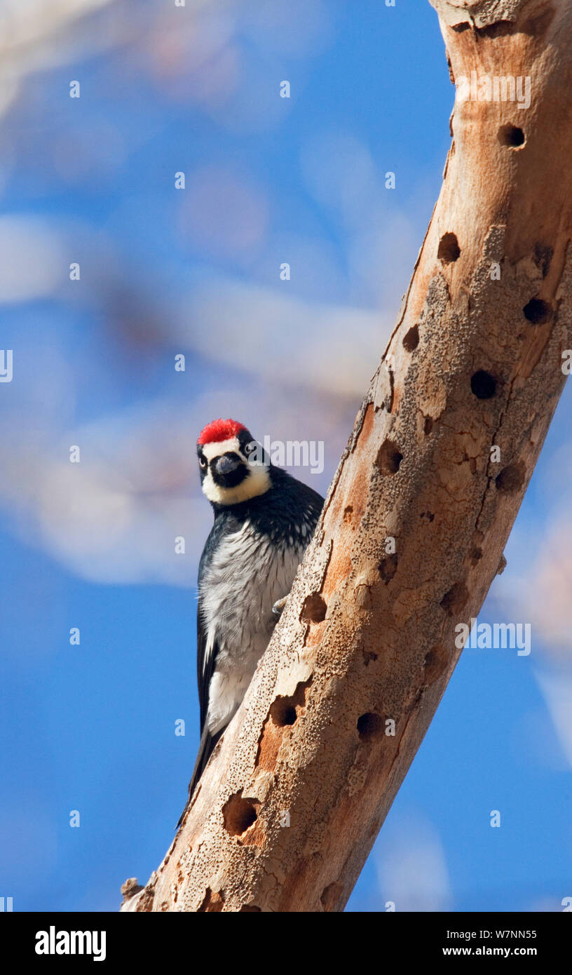 Acorn woodpecker (Melanerpes formicivorus) a acorn-sito di stoccaggio, Los Ojos Ranch, Sonora, nord del Messico, febbraio. Foto Stock Acorn woodpecker (Melanerpes formicivorus) a acorn-sito di stoccaggio, Los Ojos Ranch, Sonora, nord del Messico, febbraio. Foto Stock