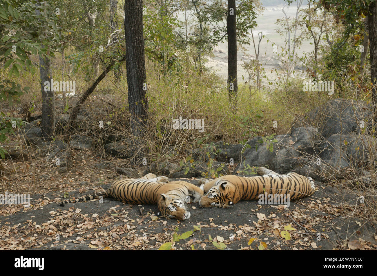 Le tigri del Bengala (Panthera tigris tigris) di appoggio, Pench National Park, Madhya Pradesh, India, presa sulla posizione per 'Tiger - Spy nella giungla' Febbraio 2007 Foto Stock
