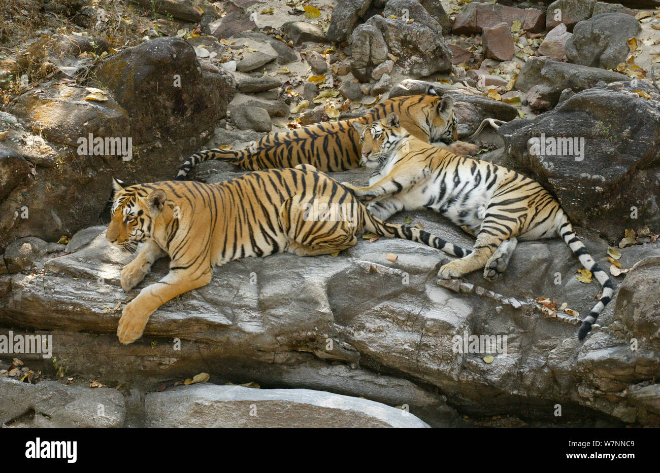 Le tigri del Bengala (Panthera tigris tigris) poggianti su grossi massi, Pench National Park, Madhya Pradesh, India, presa sulla posizione per 'Tiger - Spy nella giungla' Febbraio 2007 Foto Stock