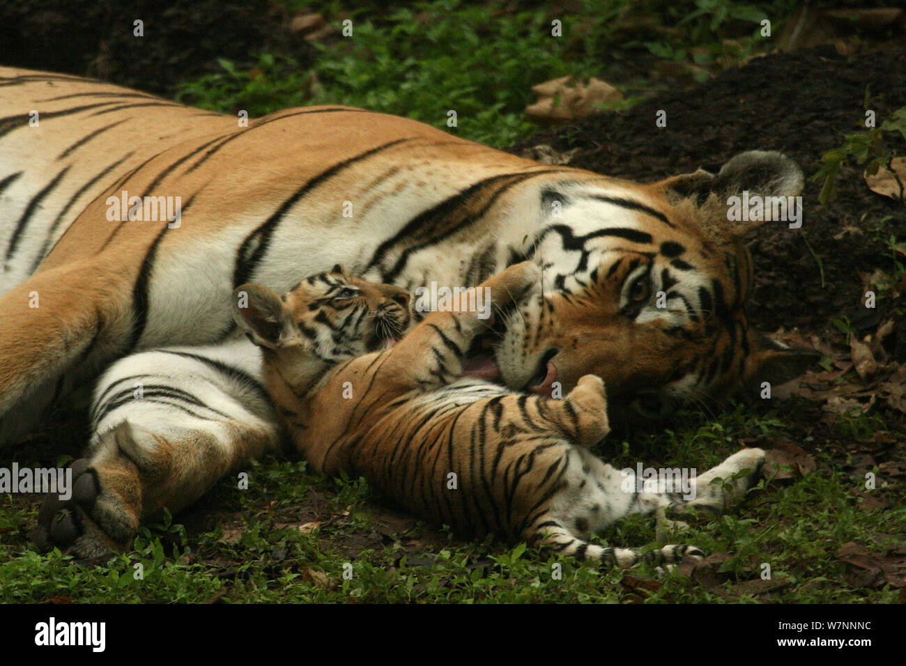 Tigre del Bengala (Panthera tigris tigris) madre e cub Pench National Park, Madhya Pradesh, India, presa sulla posizione per 'Tiger - Spy nella giungla" del luglio 2008 Foto Stock