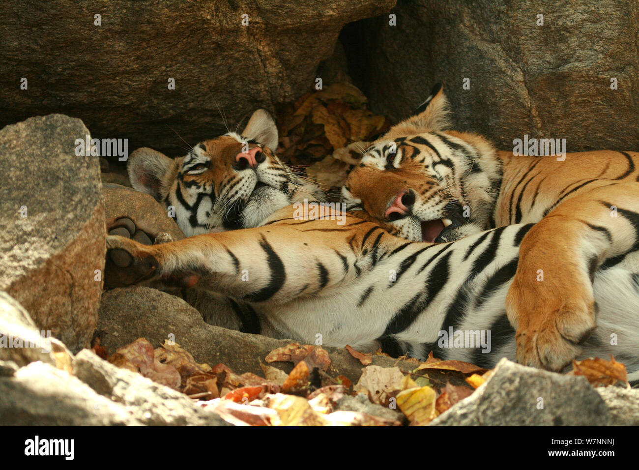 Le tigri del Bengala (Panthera tigris tigris) di appoggio all'ombra del parco nazionale, India, presa sulla posizione per 'Tiger - Spy nella giungla' Marzo 2007 Foto Stock