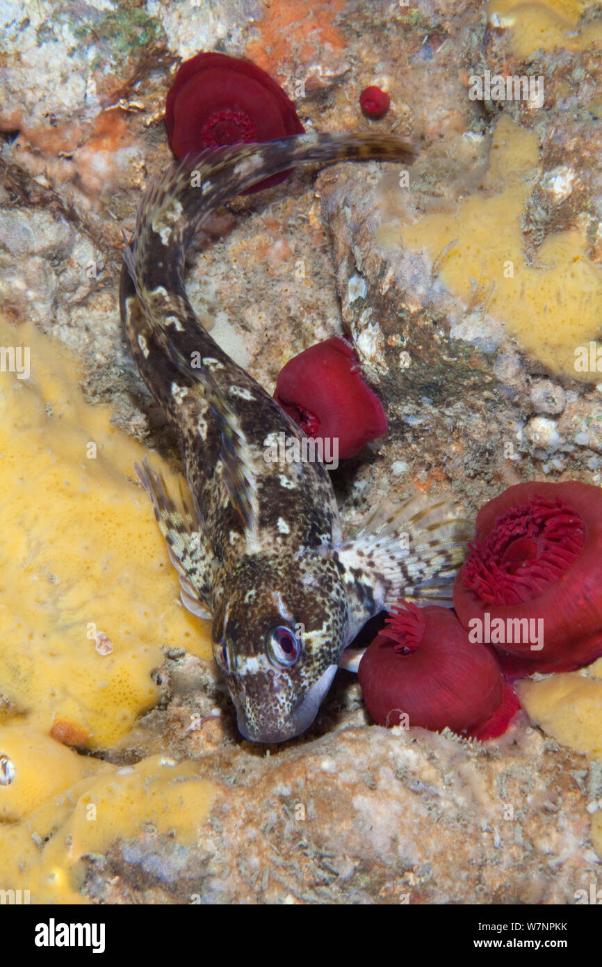 Shanny (Lipohrys pholis) canale in inglese, al largo della costa di Sark, Isole del Canale, Luglio Foto Stock