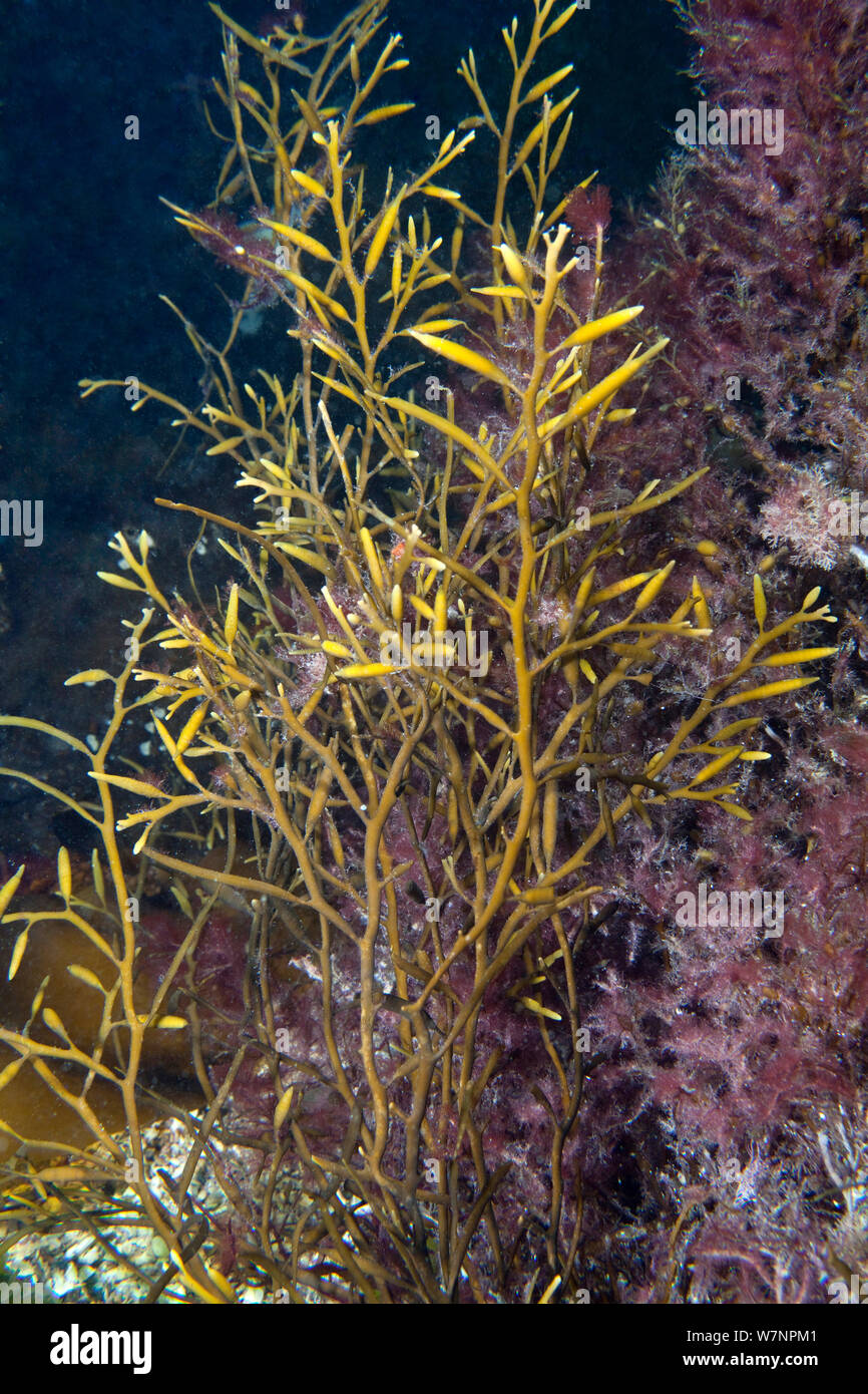 Sea Oak (Halidrys siliquosa) canale in inglese, al largo della costa di Sark, Isole del Canale, Agosto Foto Stock