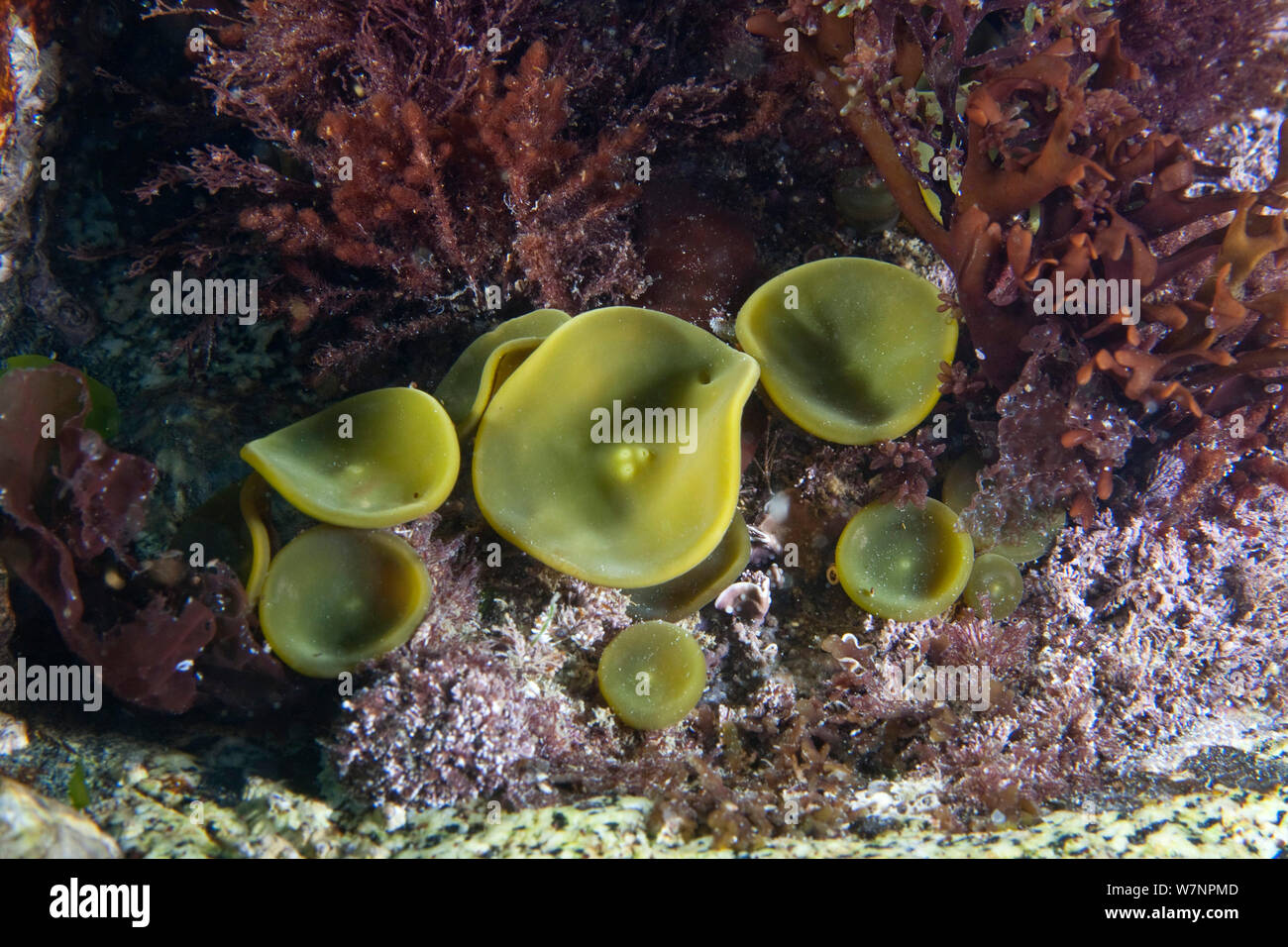 Perizoma (erbaccia Himanthalia elongata) capretti, canale in inglese, al largo della costa di Sark, Isole del Canale, Luglio Foto Stock