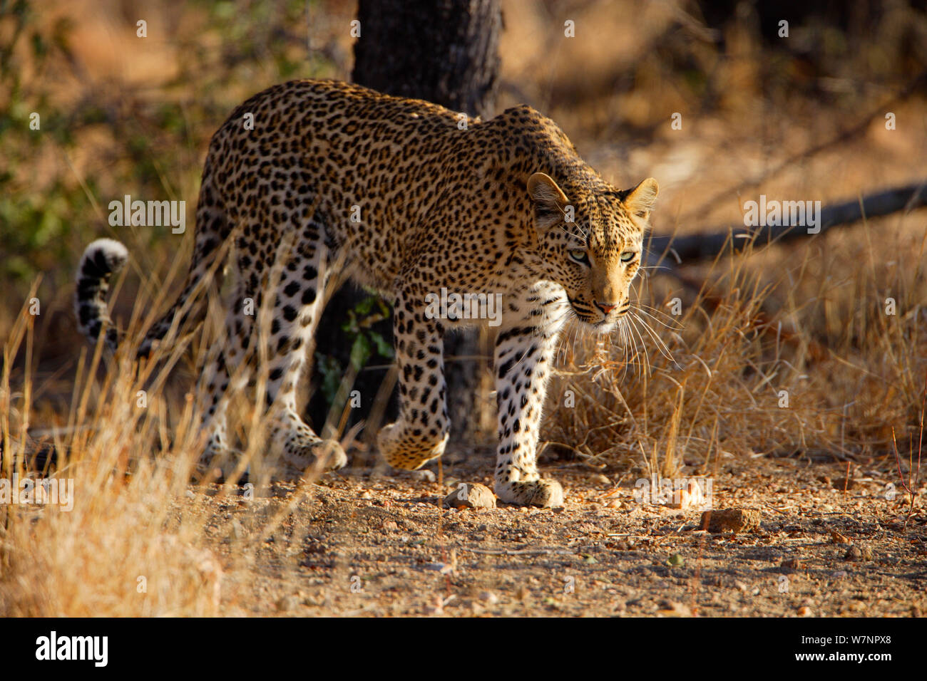 Leopard (Panthera pardus) passeggiate nel Parco Nazionale di Kruger, Transvaal, Sud Africa, Settembre. Foto Stock