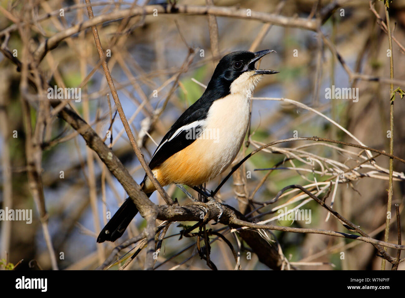 Southern Boubou (Laniarius ferrugineus) cantare, Parco Nazionale Kruger, Transvaal, Sud Africa, Settembre. Foto Stock