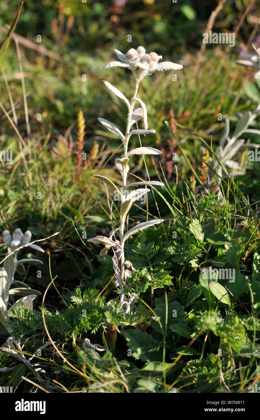 Edelweiss variante (Leontopodium palibinianum). Estremo Oriente Russo, Primorskiy krai Lazovskiy, raion, costa del mare del Giappone, Ottobre. Foto Stock