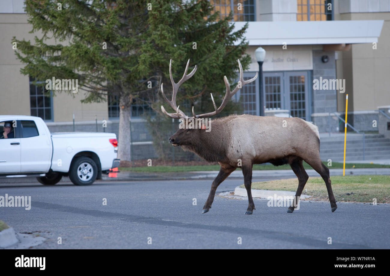 Solchi bull Elk (Cervus elaphus canadensis) nella città di Mammoth Hot Springs, il Parco Nazionale di Yellowstone, STATI UNITI D'AMERICA Foto Stock