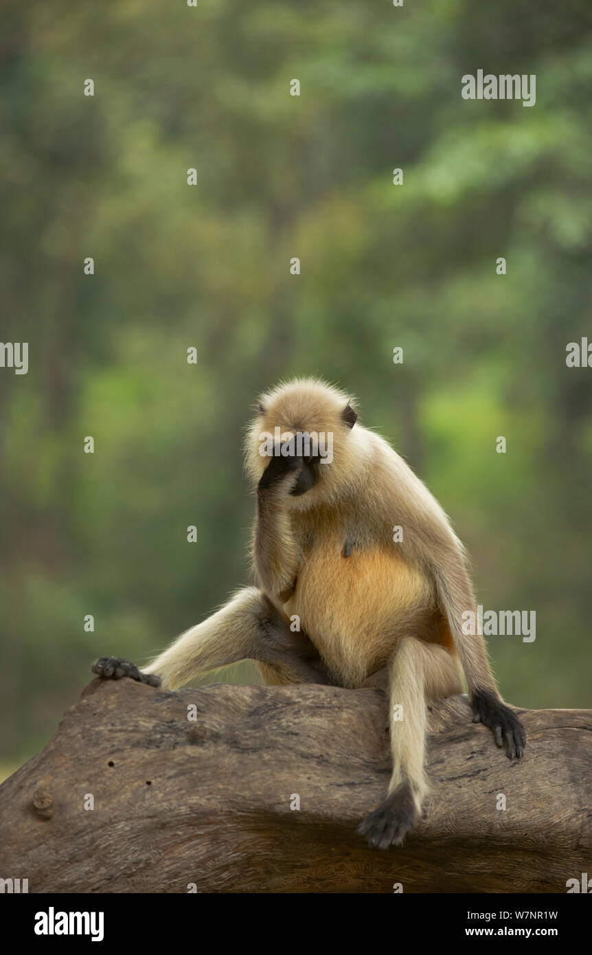 Hanuman / pianure del nord grigio (Langur Presbytis entellus) femmina adulta appare a sedersi in stato d'animo contemplativo. Bandhavgarh National Park, India. Non-ex. Foto Stock