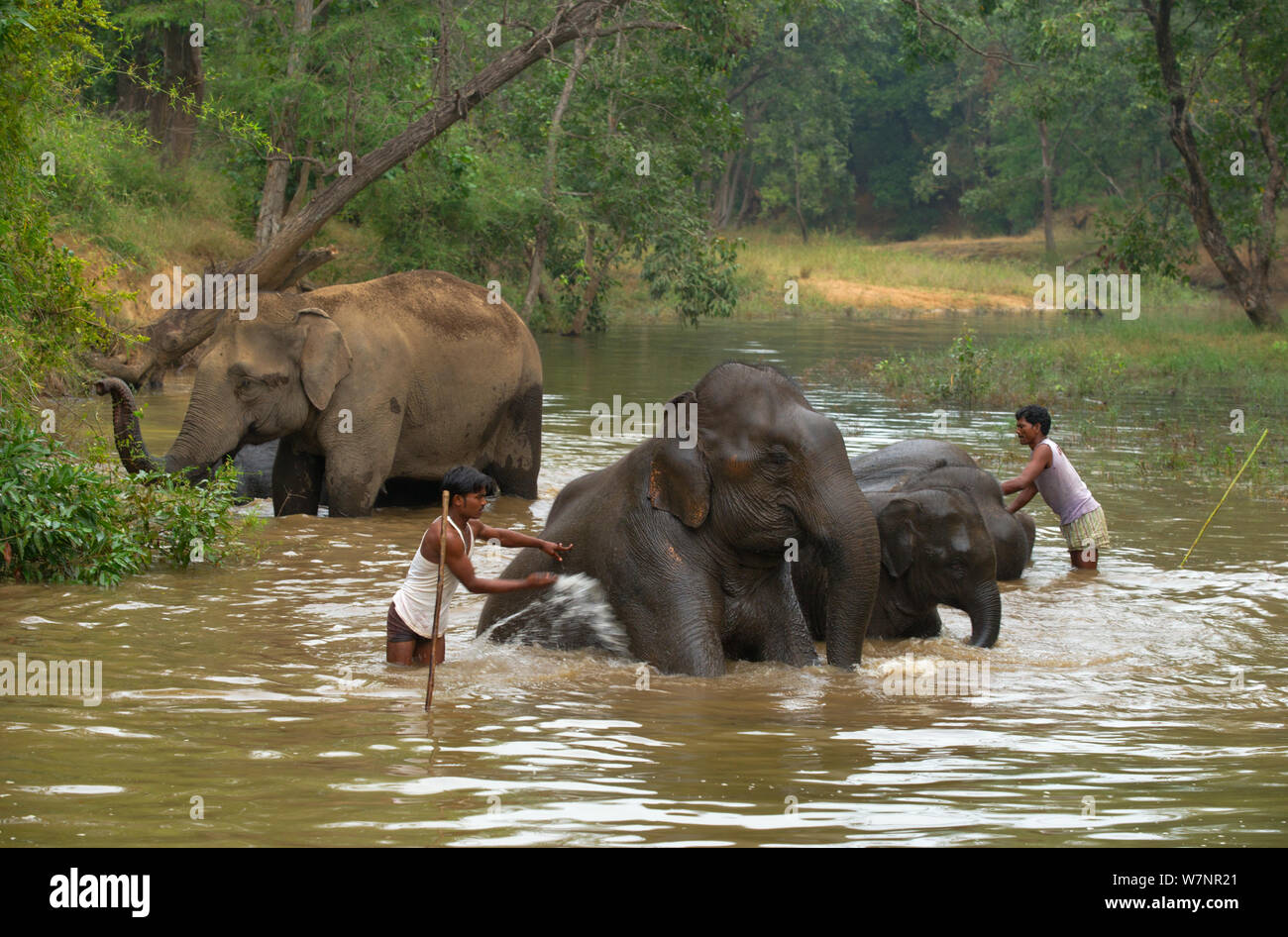L'elefante indiano (Elephas maximus) essendo lavato dai gestori di eventi / mahouts alla fine della giornata. Bandhavgarh National Park, India. Non-ex. Foto Stock
