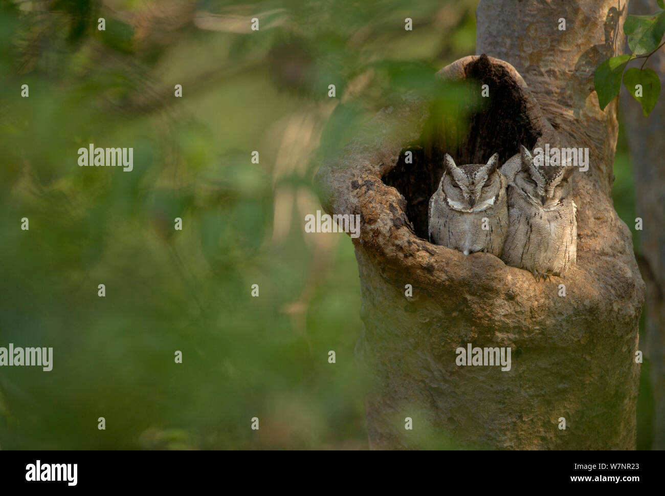 Indian Assiolo (Otus bakkamoena) adulti sono ' appollaiati in nido di albero foro. Bandhavgarh National Park, India. Non-ex. Foto Stock
