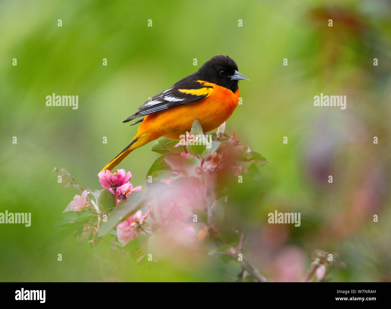 Baltimore Rigogolo (Icterus galbula) maschio in allevamento piumaggio, appollaiato tra crabapple ornamentali (Malus sp) fiorisce in primavera, New York, USA, maggio. Foto Stock