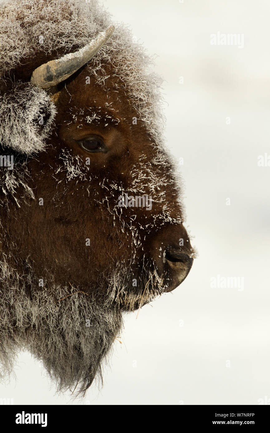 (Bison bison bison) testa ritratto in heavy frost. Parco Nazionale di Yellowstone, Stati Uniti d'America, febbraio. Foto Stock