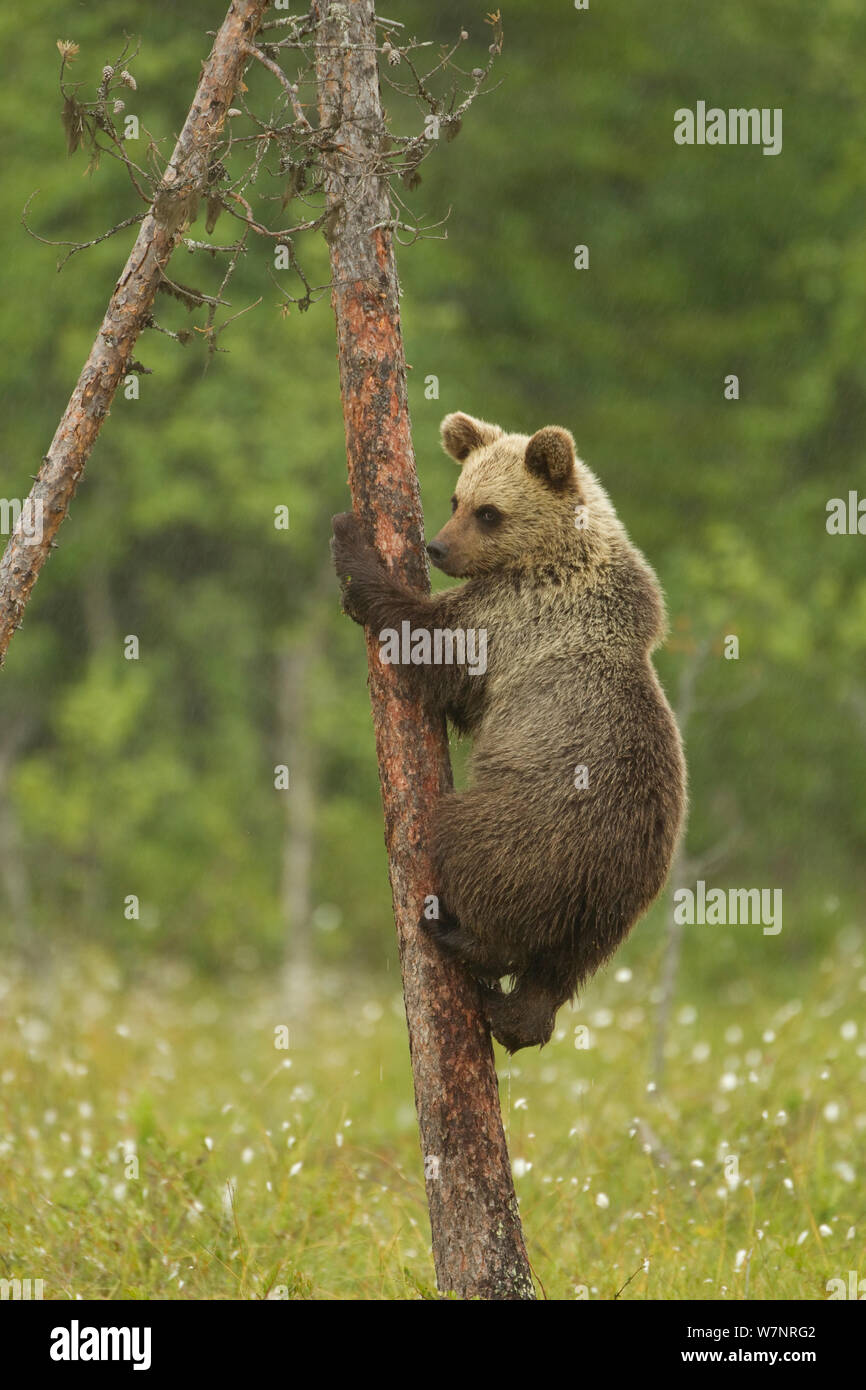 L'orso bruno (Ursus arctos) cub di arrampicarsi su un albero. Finlandia, Luglio. Foto Stock