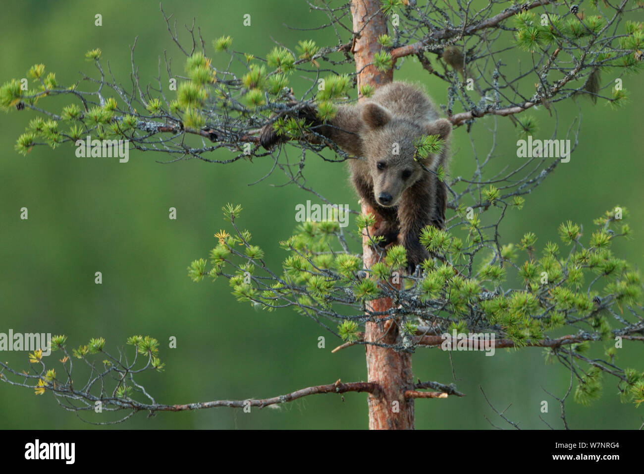 L'orso bruno (Ursus arctos) cub salendo su un albero. Finlandia, Luglio. Foto Stock