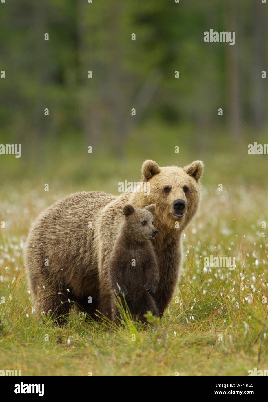 L'orso bruno (Ursus arctos) femmina con giovani cub sul prato. Finlandia, Luglio. Foto Stock