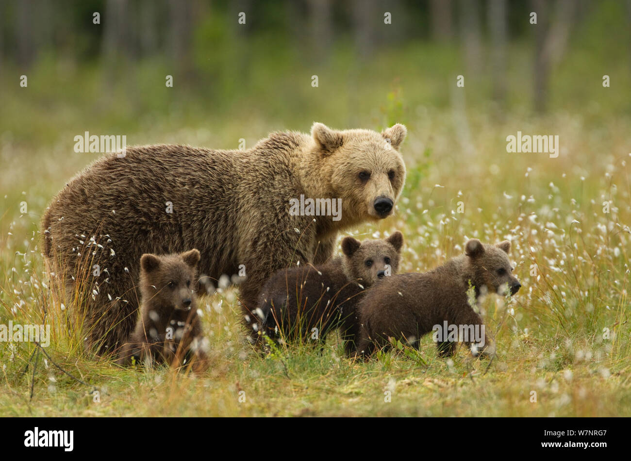 L'orso bruno (Ursus arctos) femmina con tre giovani cubs sul prato. Suomussalmi, Regione di Kainuu, Finlandia, Luglio. Foto Stock