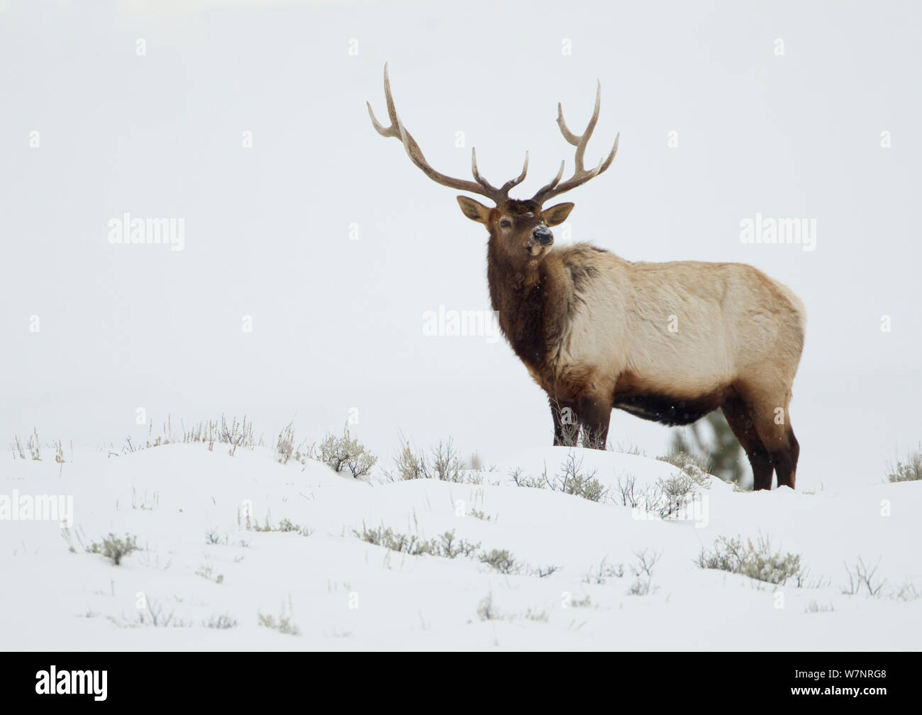Elk cervo (Cervus canadensis), Adulto nella neve. Yellowstone, Stati Uniti d'America, febbraio. Foto Stock