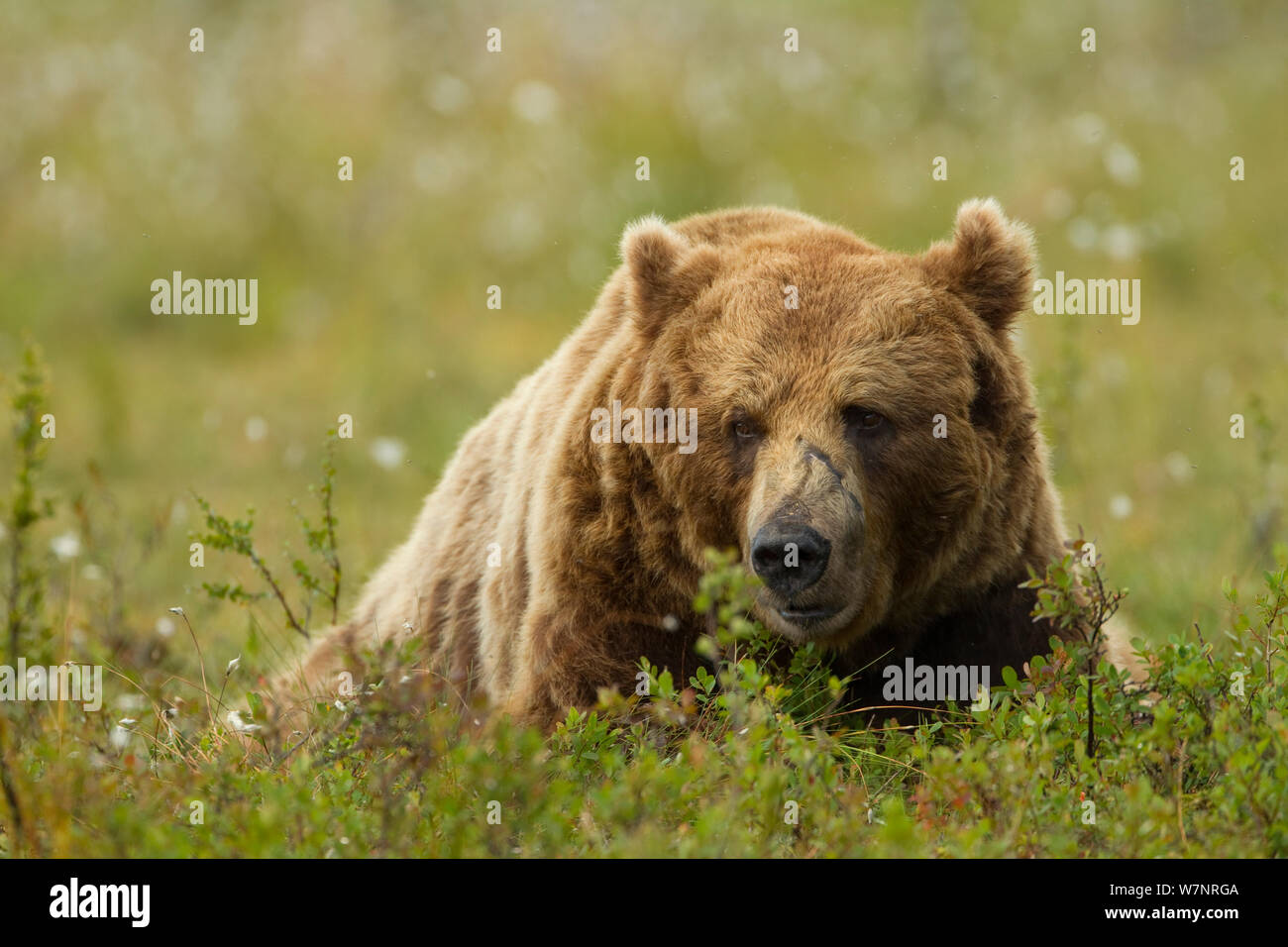 L'orso bruno (Ursus arctos) maschio in appoggio sul prato. Finlandia, Luglio. Foto Stock