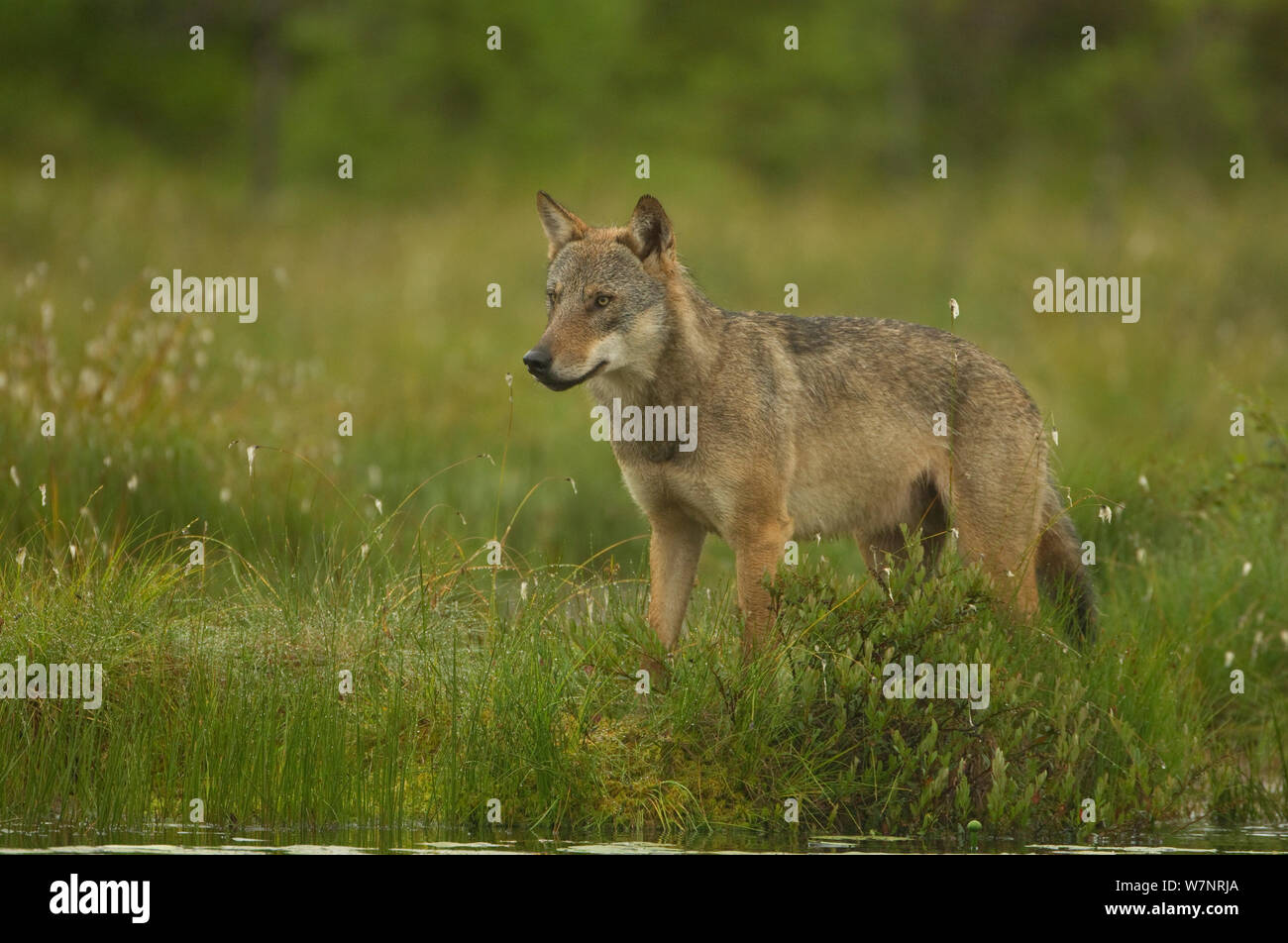 Unione Lupo (Canis lupus) maschio alfa in prato. Finlandia, Luglio. Foto Stock