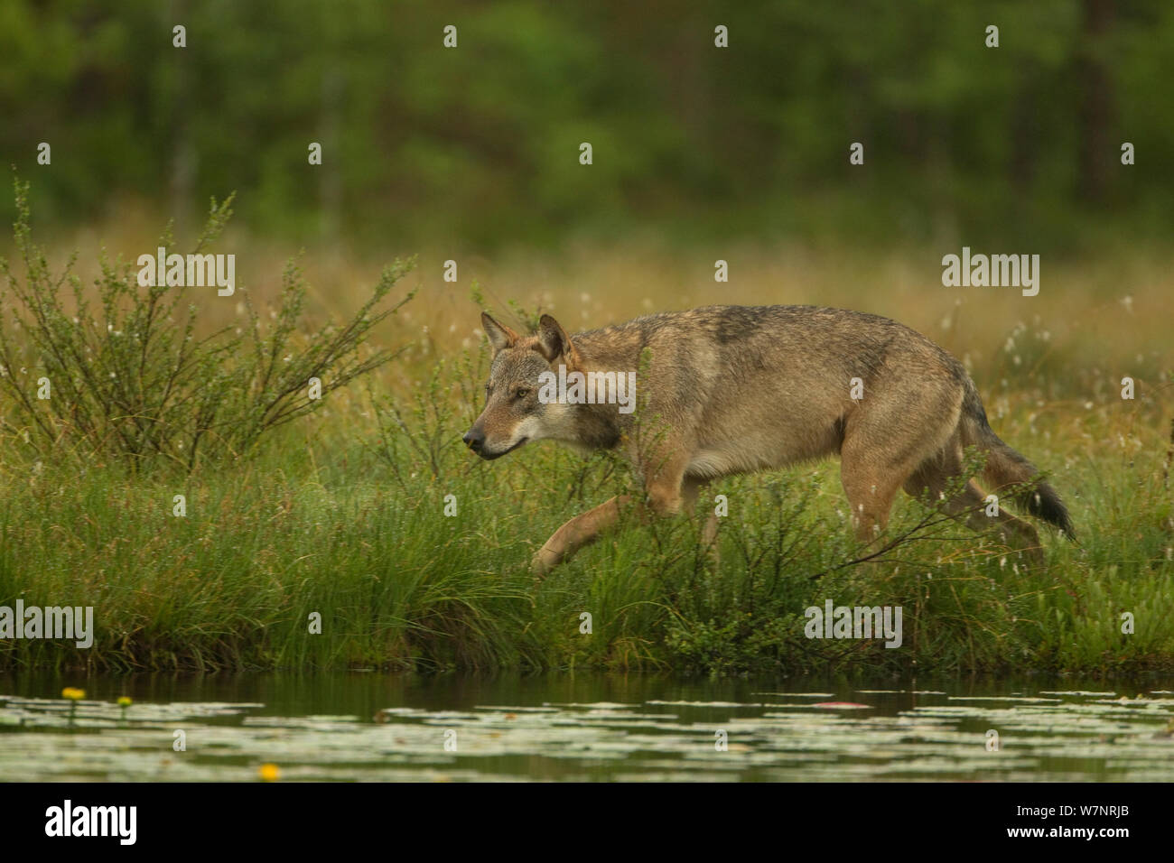 Unione Lupo (Canis lupus) maschio alfa camminando accanto all'acqua. Finlandia, Luglio. Foto Stock