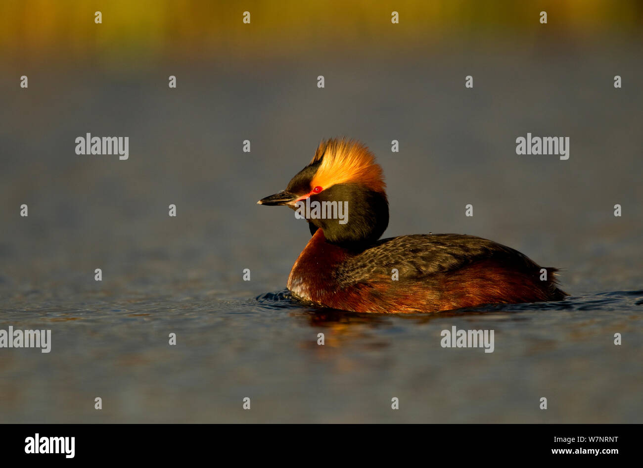 Svasso della Slavonia (Podiceps auritus) in allevamento piumaggio sull'acqua. L'Islanda, Giugno. Foto Stock