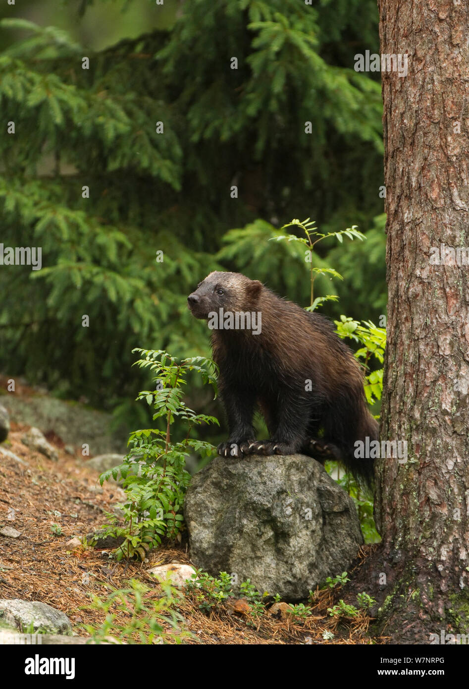Wolverine (Gulo gulo) nel bosco. Finlandia, Luglio. Foto Stock