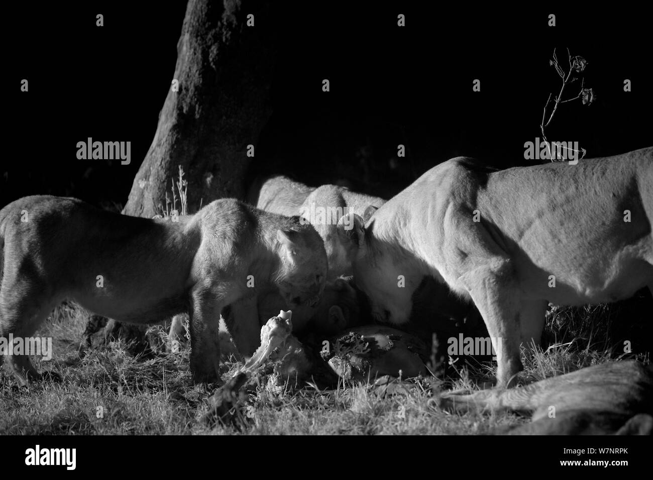 Marsh orgoglio lion pride (Panthera leo) alimentazione su wildebeast su una notte senza luna. Masai Mara, Kenya, prese con telecamera a infrarossi, Settembre Foto Stock