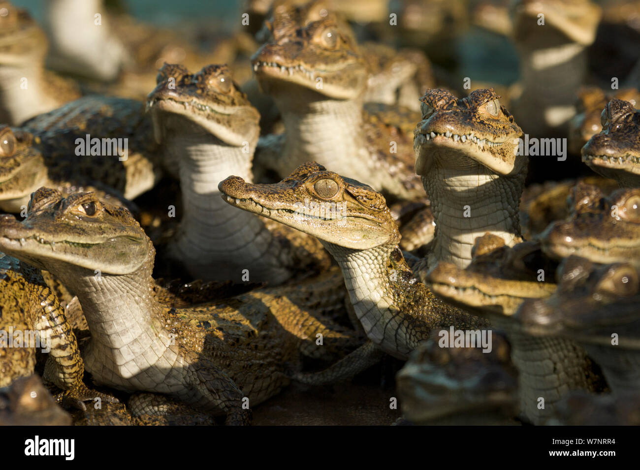 Spectacled Caimans (crocodilus Caimano) a una fattoria di caimano, Venezuela. Foto Stock