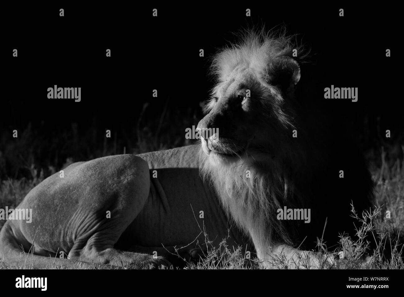 La Palude maschio orgoglio lion (Panthera leo) di notte, il Masai Mara, Kenya, prese con telecamera a infrarossi, Settembre Foto Stock