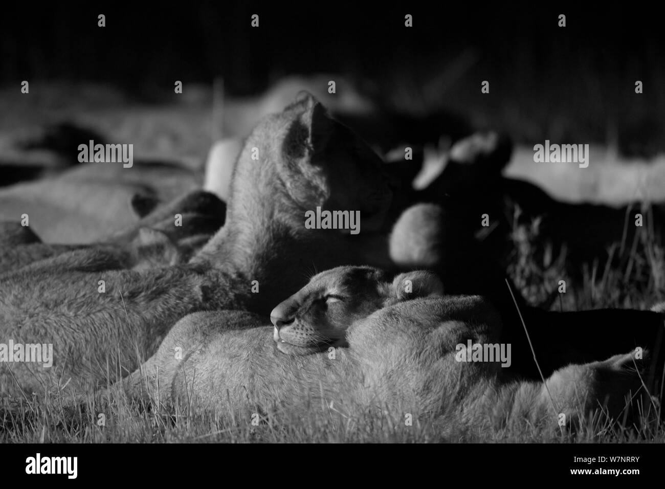 Marsh Orgoglio dei Leoni (Panthera Leo) a dormire la notte, il Masai Mara, Kenya, prese con telecamera a infrarossi, Settembre Foto Stock