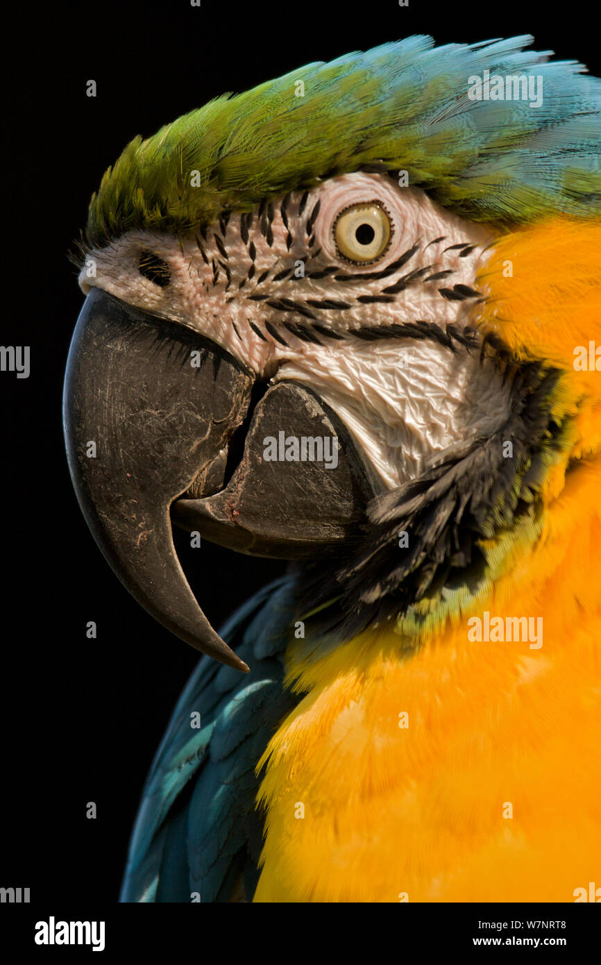 Blu-giallo / blu e oro Macaw (Ara ararauna) close-up, Venezuela, Sud America. Foto Stock