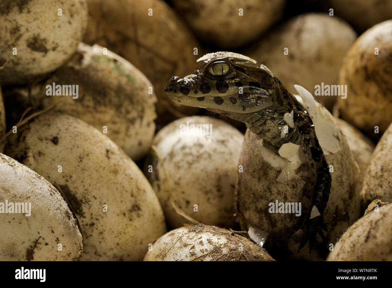 Ampia snouted caimano Caimano (latirostris) da cova delle uova nel nido, di Santa Fe, Argentina, Febbraio Foto Stock