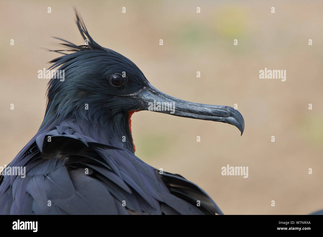 Lesser Frigatebird maschio (Fregata ariel) Raine Island National Park, della Grande Barriera Corallina in Australia. Foto Stock